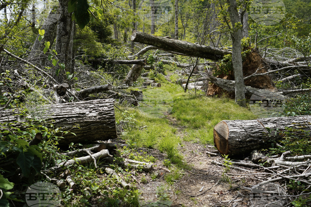 Hurricane Helene Appalachian Trail