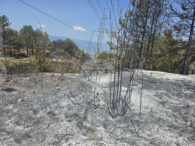 Няма активни огнища на пожара в Пирин, каза директорът на Държавно горско стопанство - Струмяни Иван Ризов