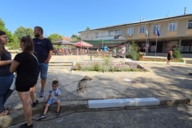 Село Гавраилово - празник „Златна праскова“