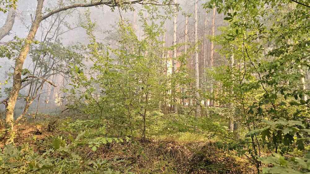 Горски пожар затвори пътя между кръстовище "Петолъчката" и село Градец, очаква се хеликоптер за гасене