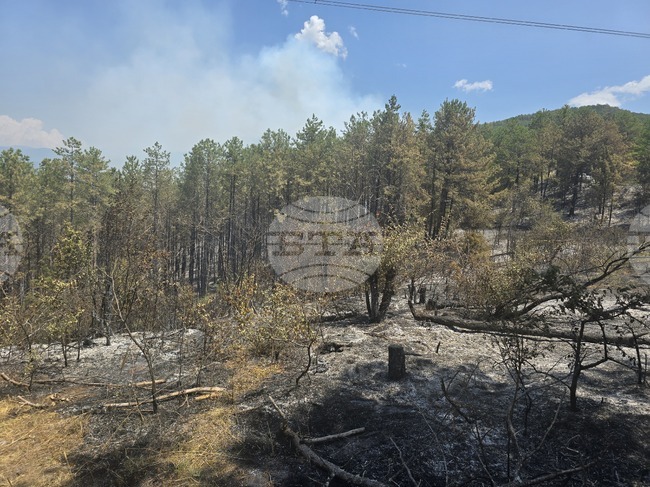 Засегнатите площи от пожара в землището на село Илинденци са над 2 хиляди декара, съобщи инж. Петко Ангелов