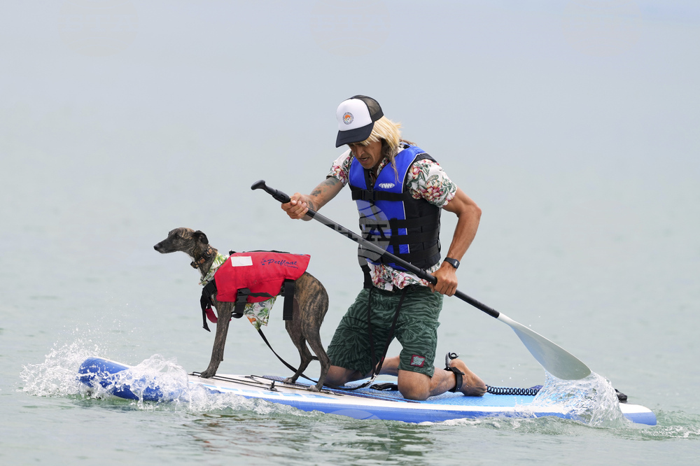 Britain Dog Surfing