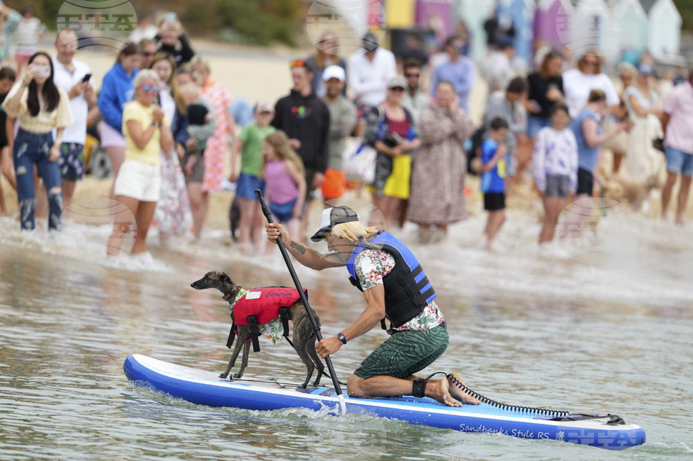 Britain Dog Surfing