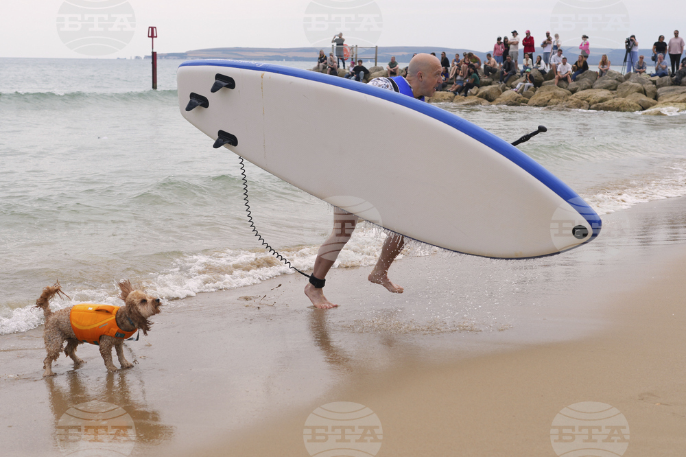 Britain Dog Surfing