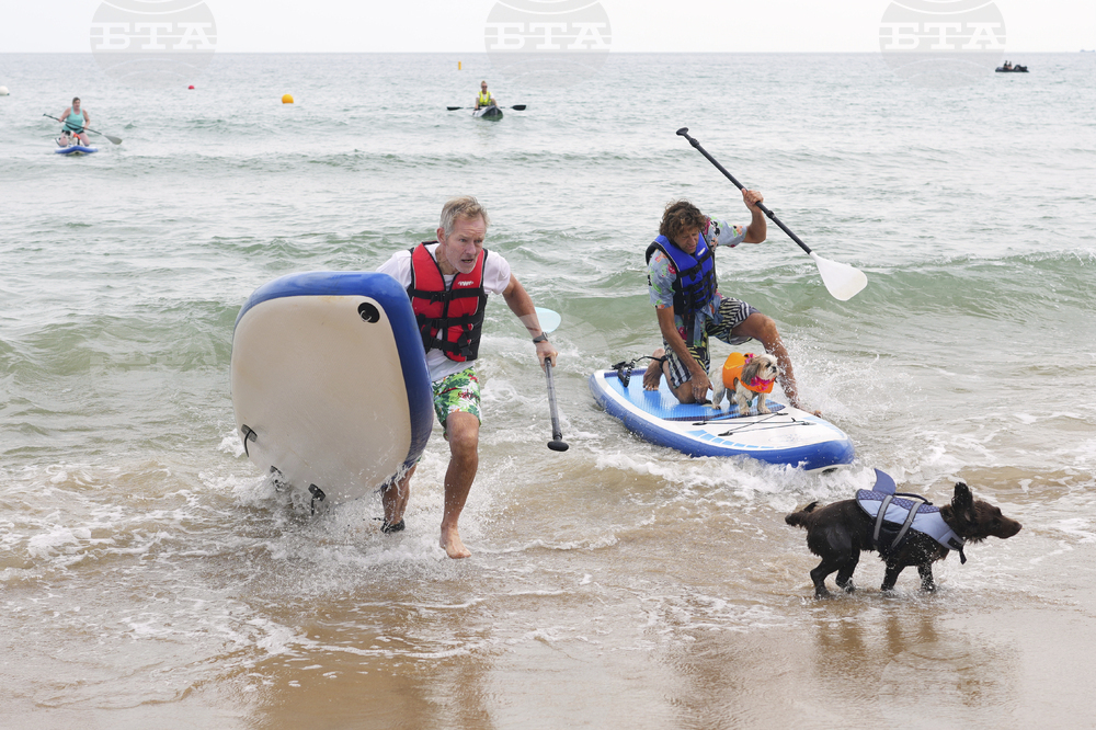 Britain Dog Surfing