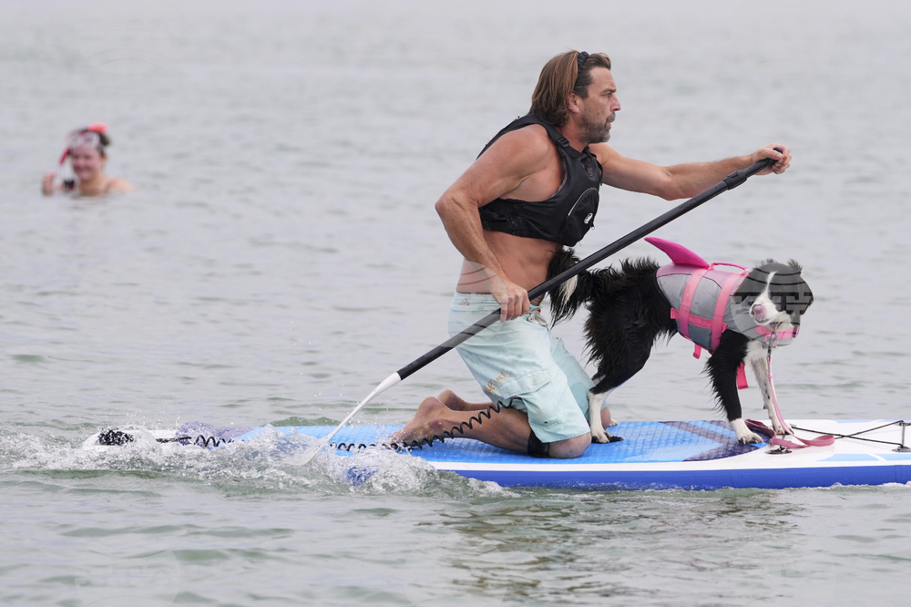 Britain Dog Surfing