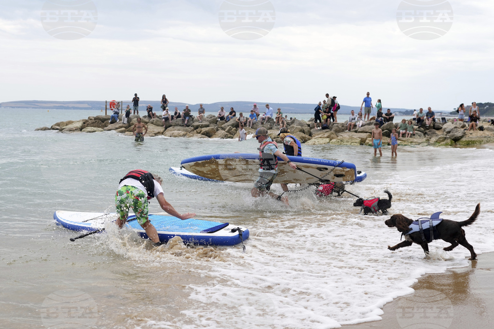Britain Dog Surfing