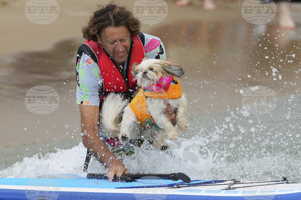 Britain Dog Surfing