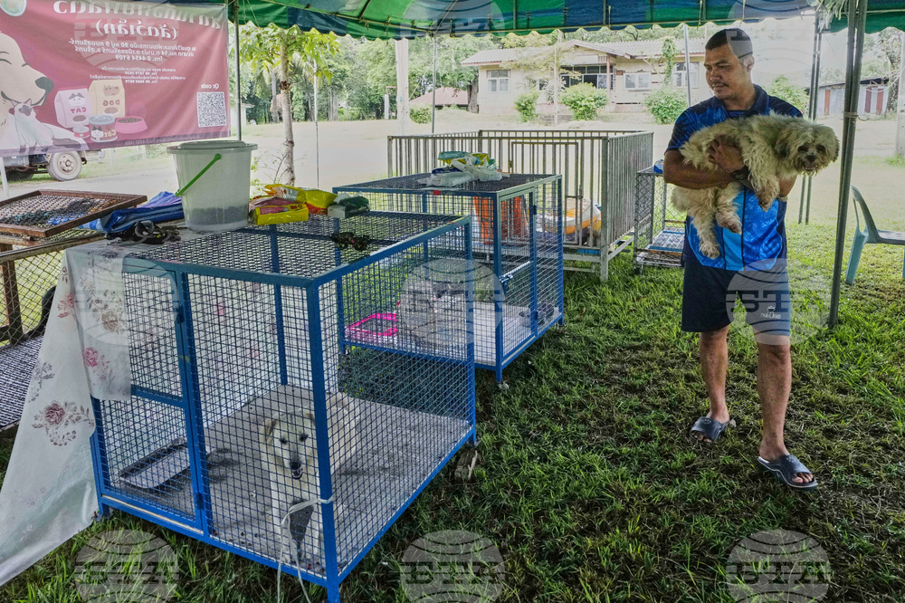 Thailand Cambodia Conflict Pets