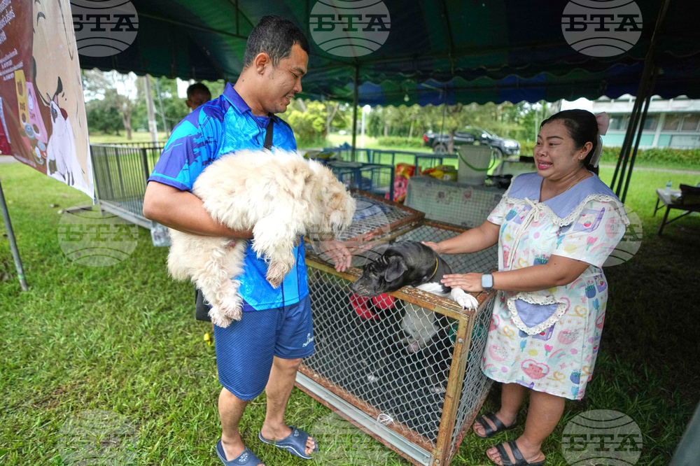 Thailand Cambodia Conflict Pets