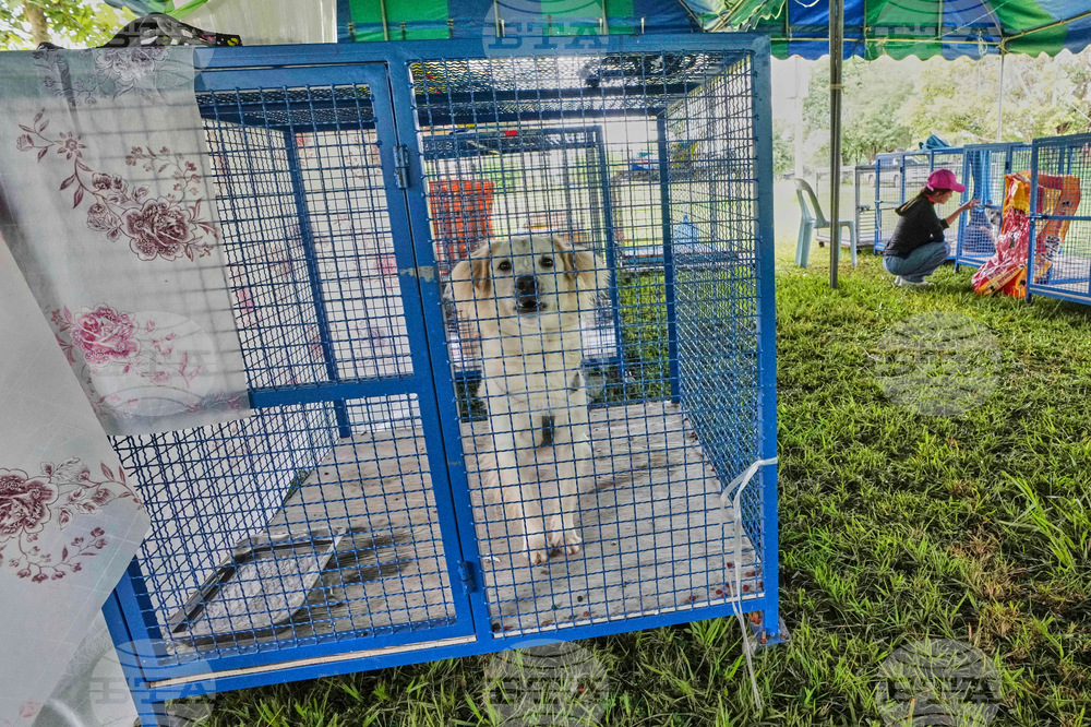 Thailand Cambodia Conflict Pets