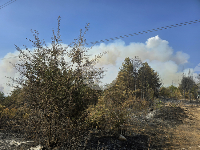 Пожарът в района на село Илинденци е овладян, каза за БТА главен комисар Александър Джартов