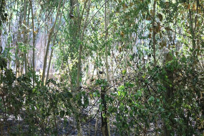 Овладени са пожарите в Русенско, три къщи в село Борисово бяха унищожени от огъня