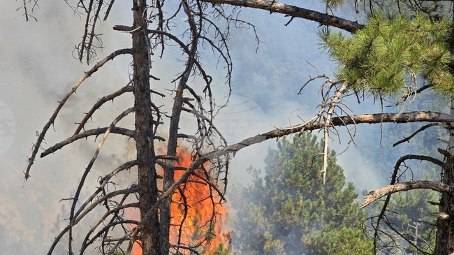 More than 90 People Involved in Extinguishing Wildfire near Ilindentsi