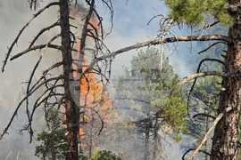 Село Илинденци - землище - пожар