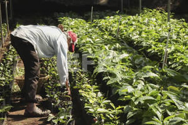 ЕФЕ: Митата, наложени от САЩ върху кафето, разтърсват латиноамериканския пазар 