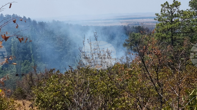 Община Тунджа планира дейности за подобряване пожарната безопасност на горски територии в землищата на четири села