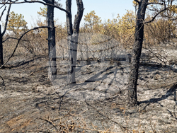 Местност Бакаджик - пожар