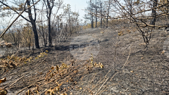 Овладян е пожарът край ямболското село Победа, съобщи директорът на РДПБЗН комисар Иван Динев