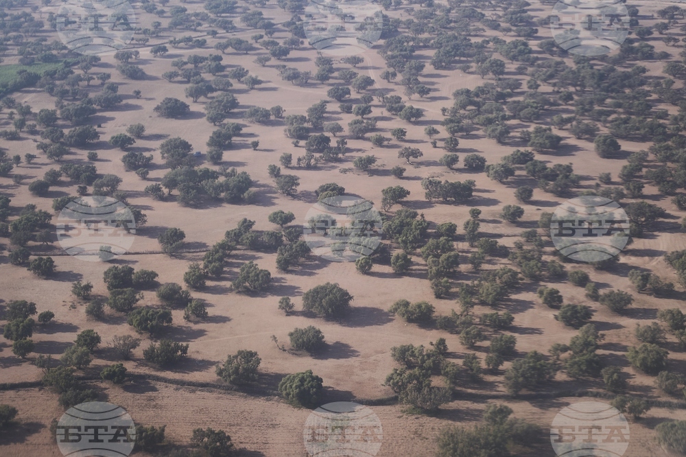 Morocco Argan Oil Industry Boom