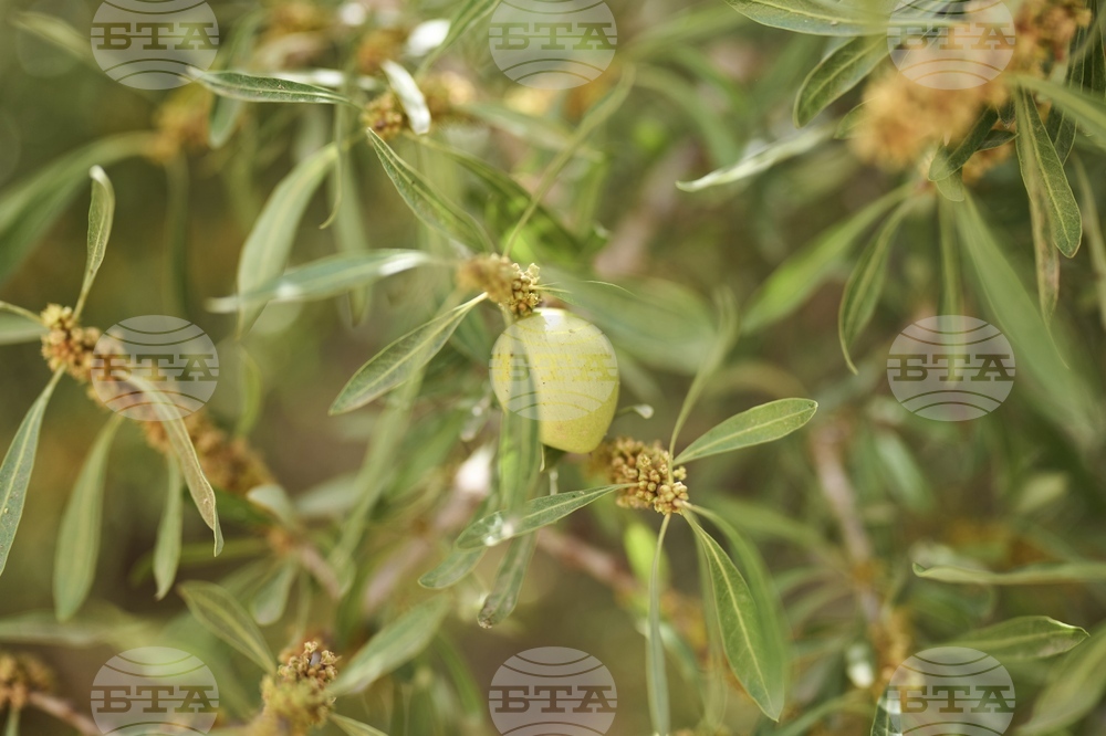 Morocco Argan Oil Industry Boom
