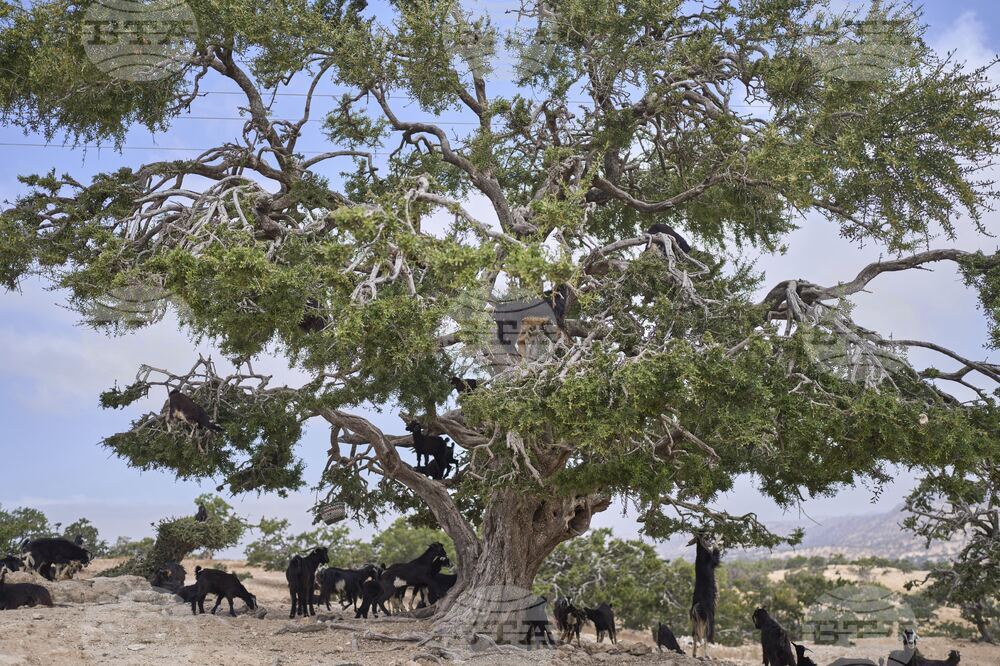 Morocco Argan Oil Industry Boom