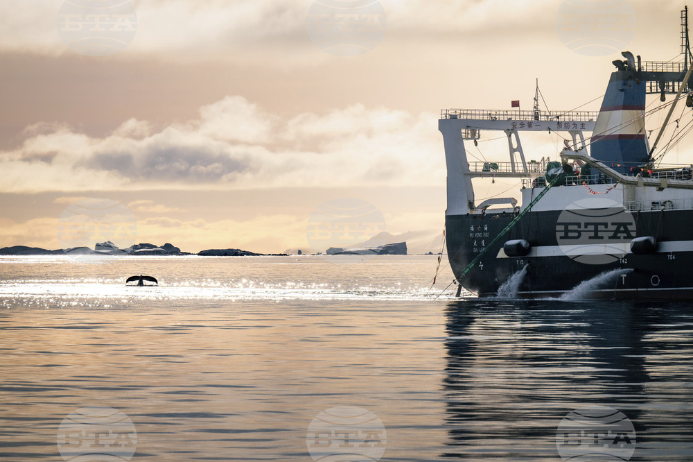 Ocean-Fisheries-Antarctic-Krill