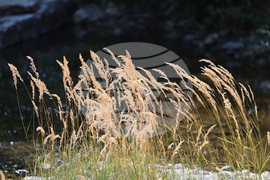 Благоевград - река Благоевградска Бистрица - засушаване