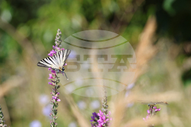 Благоевград - река Благоевградска Бистрица - засушаване