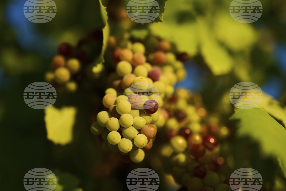 Spain Wine