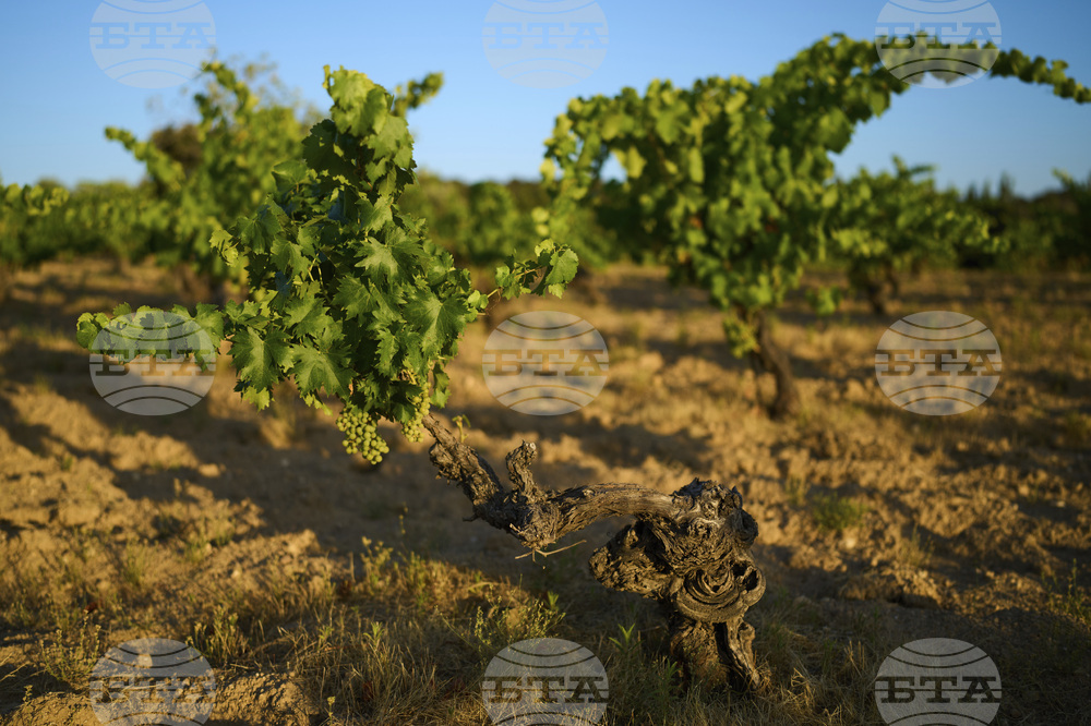 Spain Wine