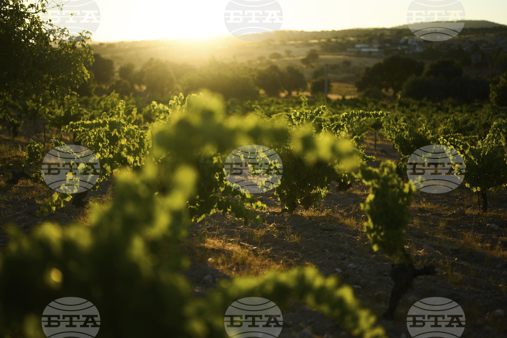 Spain Wine
