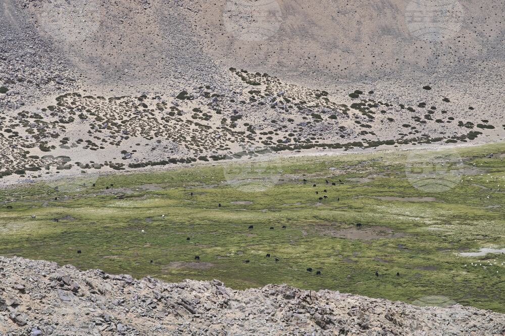 Climate India Heat Yak Herders