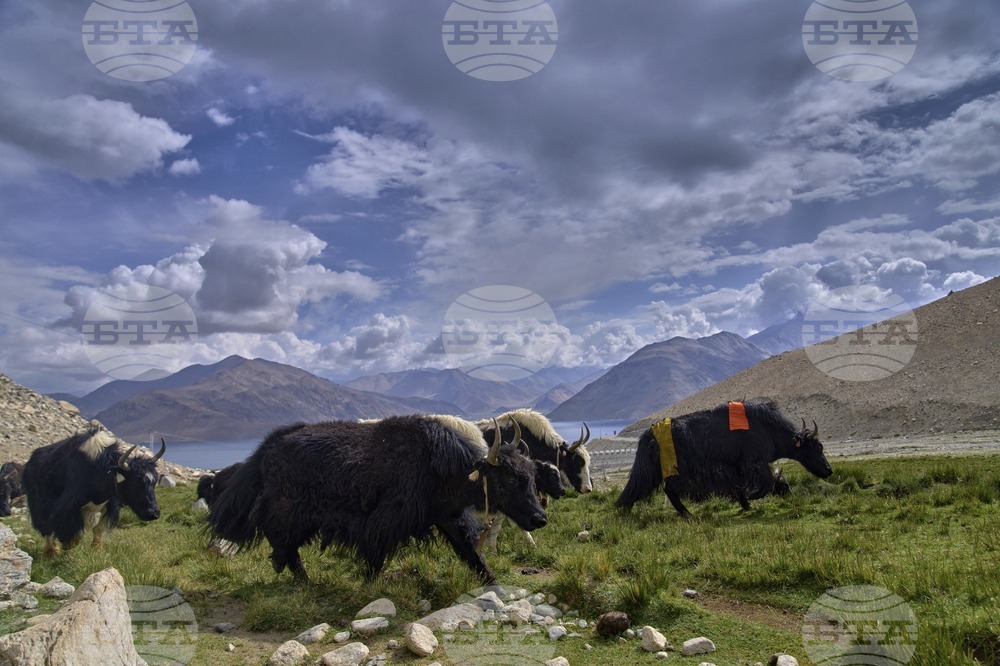 Climate India Heat Yak Herders