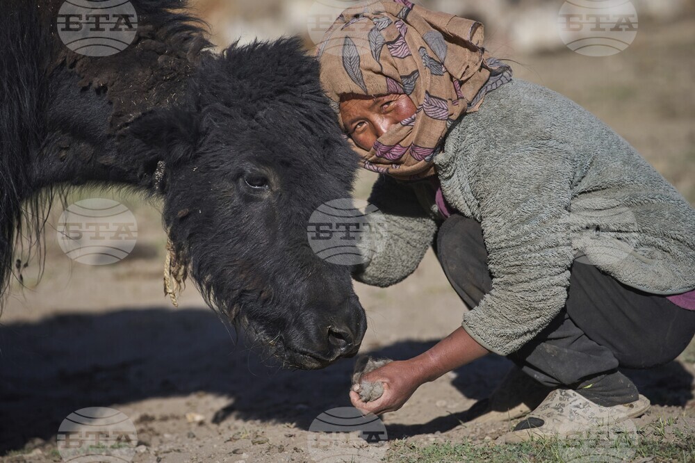 Climate India Heat Yak Herders