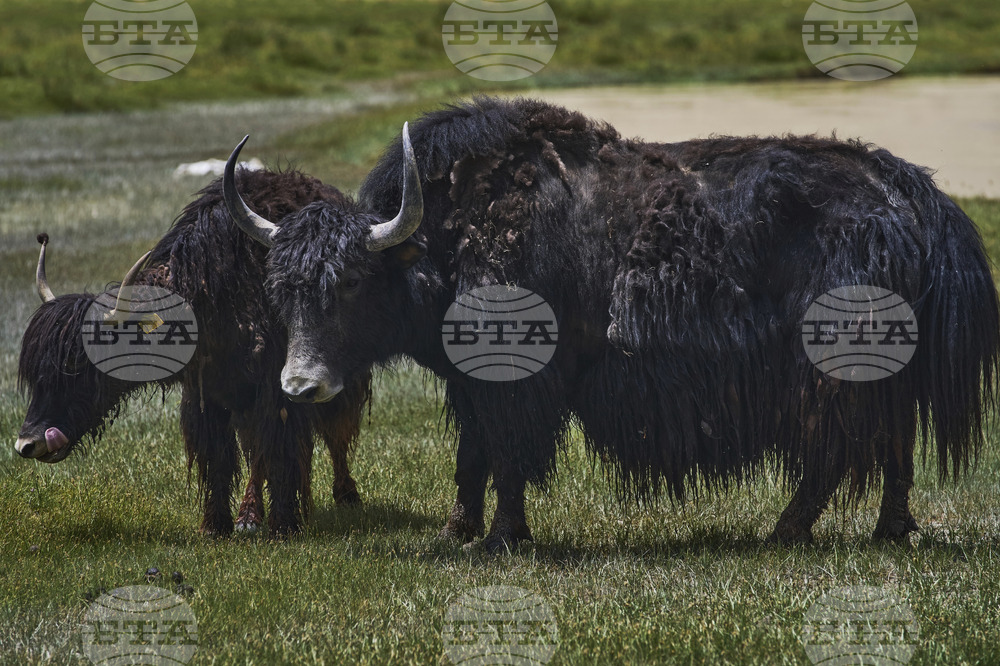 Climate India Heat Yak Herders