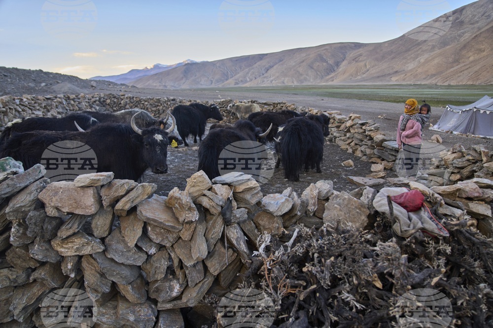 APTOPIX Climate India Heat Yak Herders