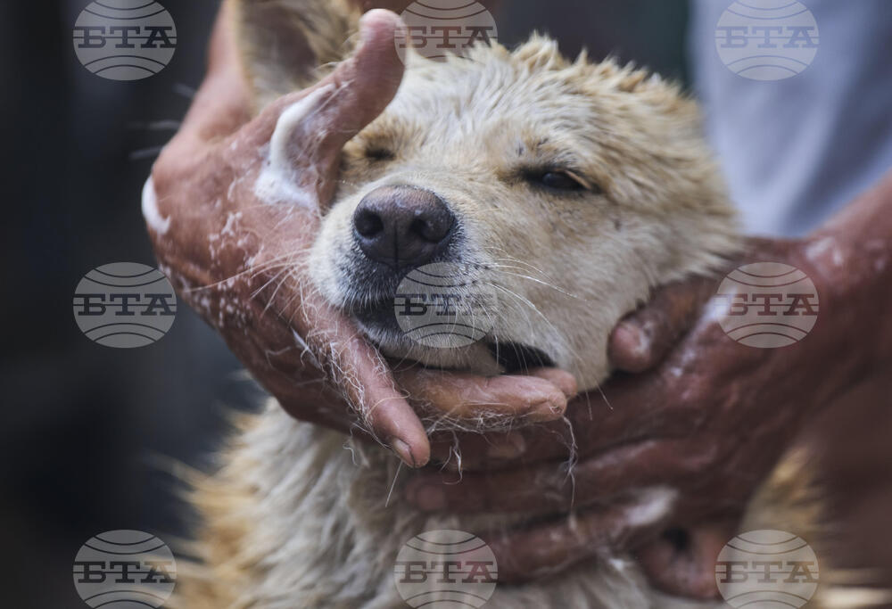 Nepal Rickshaw Driver Dog Photo Essay