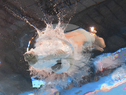 Singapore Swimming Worlds