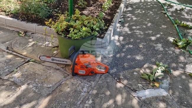 В Сливен се извършва резитба на дърветата