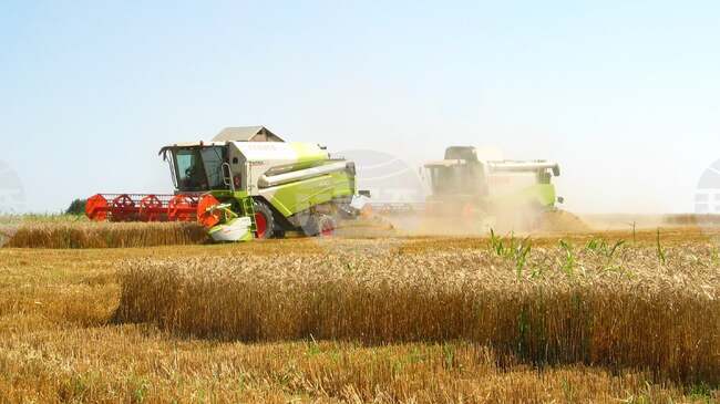 Grain Producers Warn of Deepening Crisis, Demand Urgent State Support