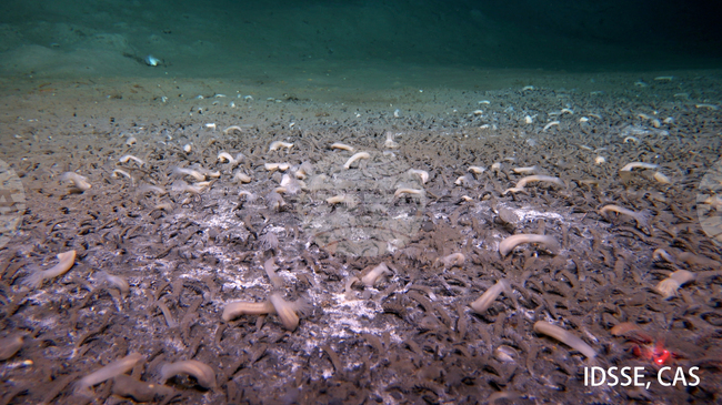 Китайска подводница откри червеи и мекотели, които живеят на 10 000 метра под морското равнище