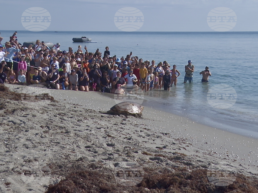 Loggerhead Sea Turtle-Release
