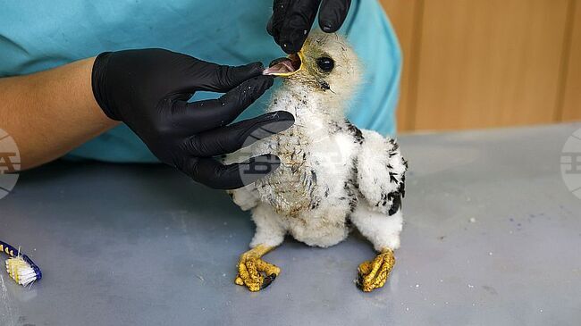 Honey Buzzard Chick Rescued from Forest Fire in Southern Bulgaria