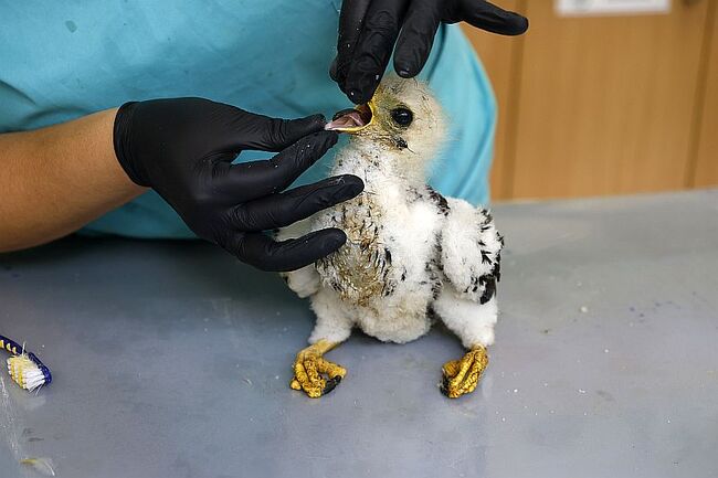 Honey Buzzard Chick Rescued from Forest Fire in Southern Bulgaria