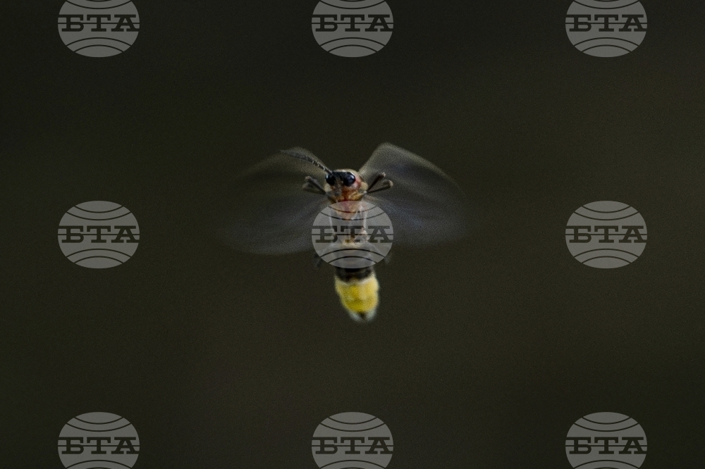 Summer Fireflies