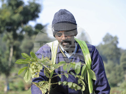Ethiopia Tree Planting