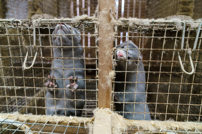 ЕОБХ: Тежко страдание на животните е неизбежно във фермите за кожи