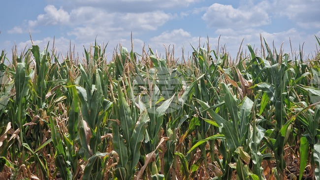 Стабилност в цените на световните стокови пазари през изминалата седмица, отчитат от Софийската стокова борса