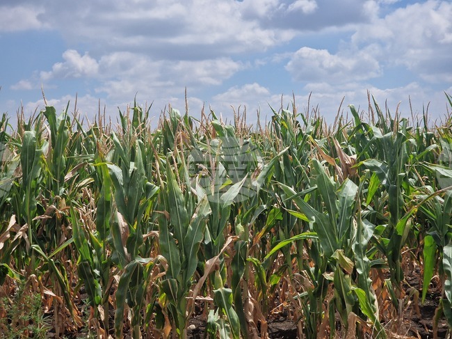 По-слаба реколта от царевица заради сушата очакват стопаните в Ямболско